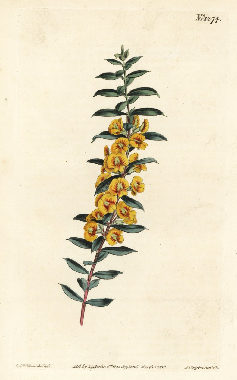 Eutaxia myrtifolia (ristilehtinen dilwynia, Dillwynia obovata). F. Sansom Jr.:n käsinvärinen kuparikaiverrus Sydenham Edwardsin kuvituksen jälkeen William Curtisin kasvitieteellisestä lehdestä, T. Curtis, Lontoo tekijältä Sydenham Teast Edwards