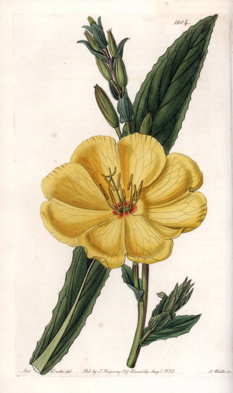 Iltahelokki suurilla kukilla - S.Wattsin kaiverrettu taulu Sarah Anne Draken (1803-1857) kuvituksesta, Englannin Sydenham Edwardsin (1768-1819) kasvitieteellisestä rekisteristä tekijältä Sydenham Teast Edwards