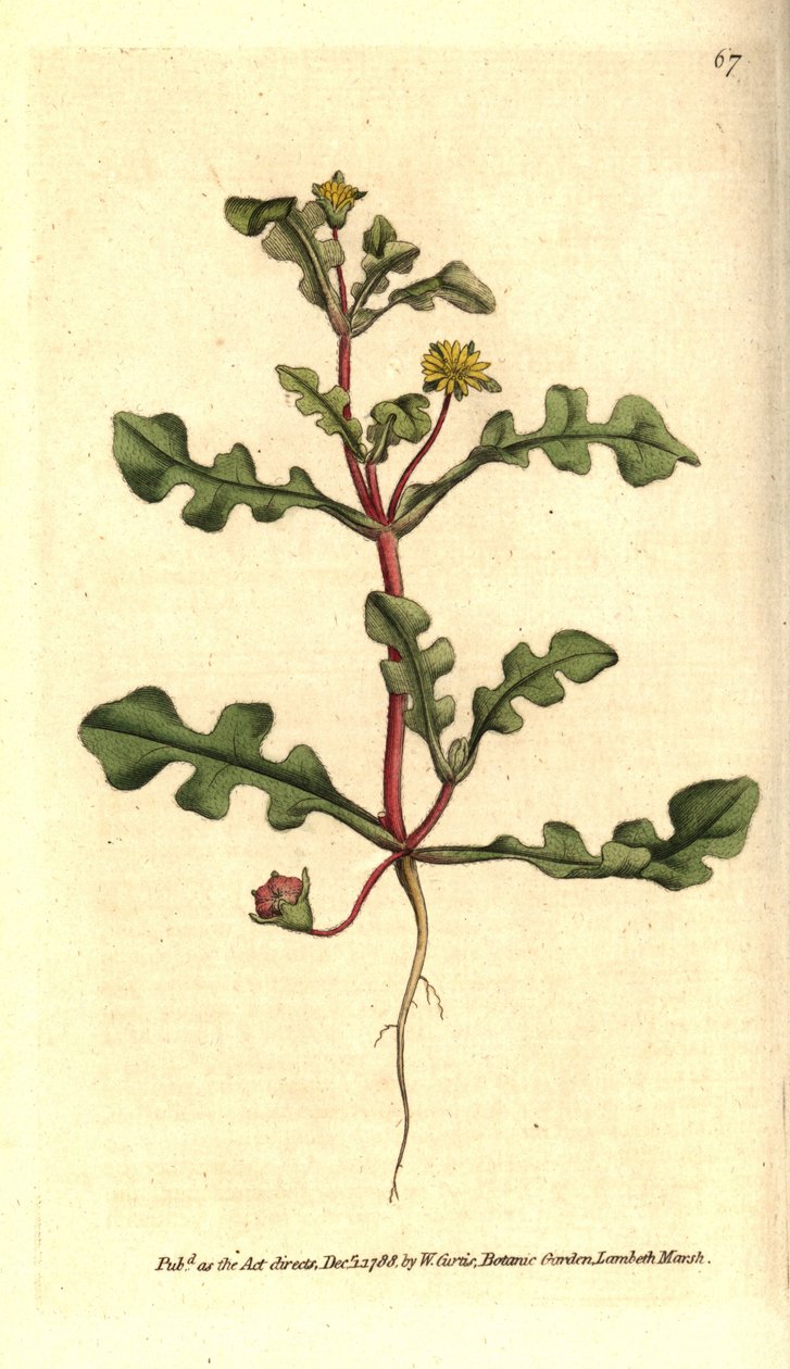 Ficoide variete - Aethephyllum pinnatifidum (roskalehtinen viikunakukkuma, Mesembryanthemum pinnatifidum). Käsinvärinen kuparikaiverrus William Curtisin The Botanical Magazine -lehden kasvitieteellisen kuvituksen jälkeen, Lambeth Marsh, Lontoo tekijältä Sydenham Teast Edwards