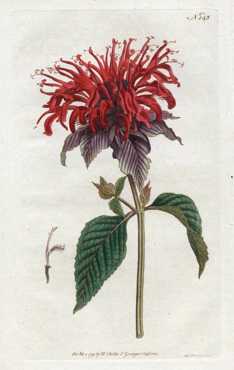Fistula Monarde - Sydenham Edwardsin (1768-1819) litografia, William Curtisin kasvitieteellinen aikakauslehti (1746-1799) tekijältä Sydenham Teast Edwards