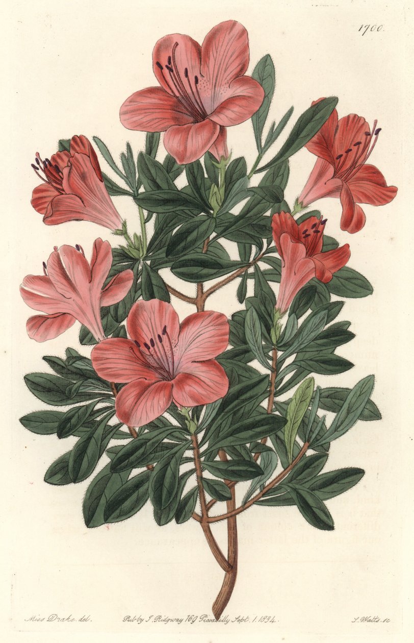 Kukkakauppiaat Rhododendron tai atsalee - S. Watts vahvaa vettä Sarah Anne Draken (1803-1857) kuvituksesta kasvitieteellisestä rekisteristä tekijältä Sydenham Teast Edwards