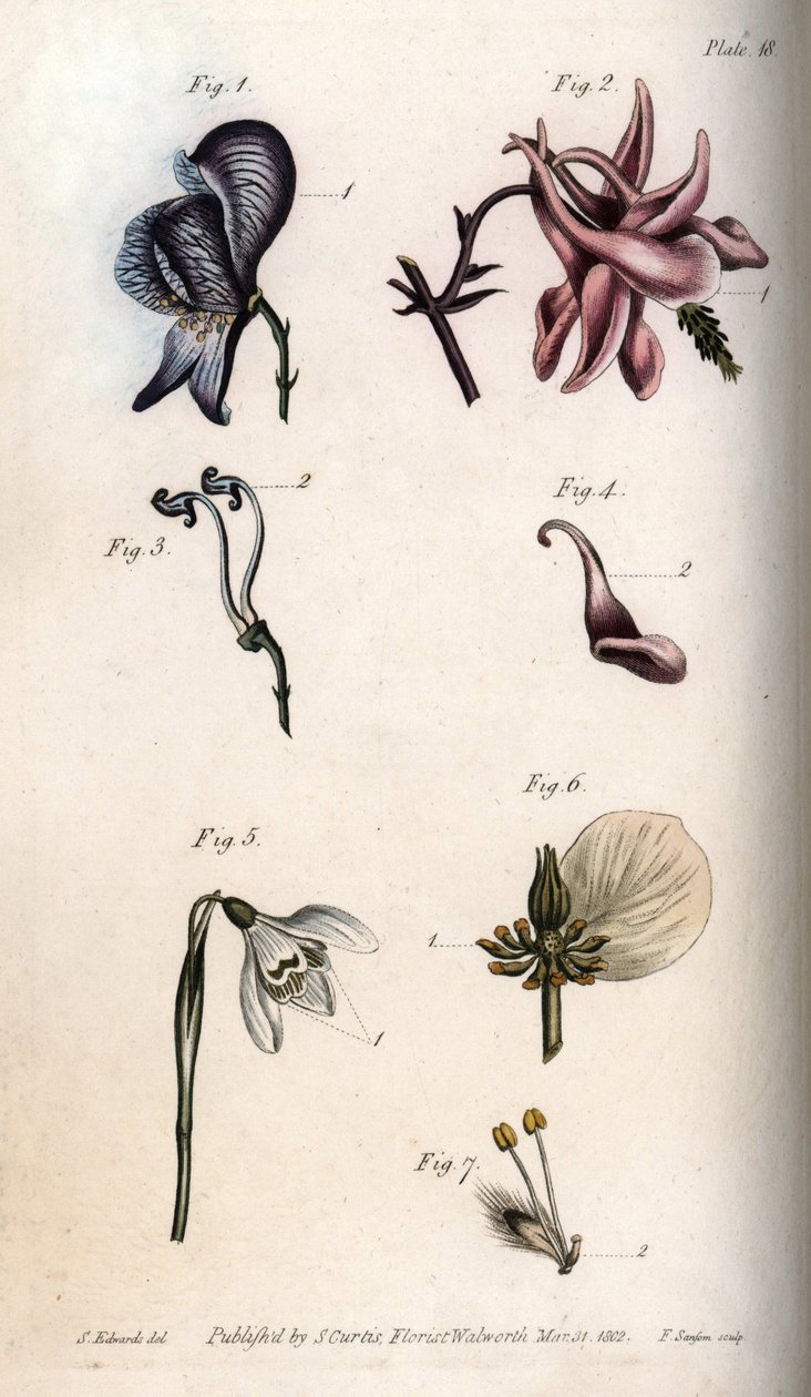 Akoniitin, ankolian, galanthus-, hellebore- ja itkevän pajun kukat, joissa on yksityiskohtia emeistä ja etamiinista). Akoniitin nektaario Aconitum (1,3), columbine Aquilegia (2,4), lumikello Galanthus (5), helleborus Helleborus (6) ja paju Salix (7). Handc tekijältä Sydenham Teast Edwards