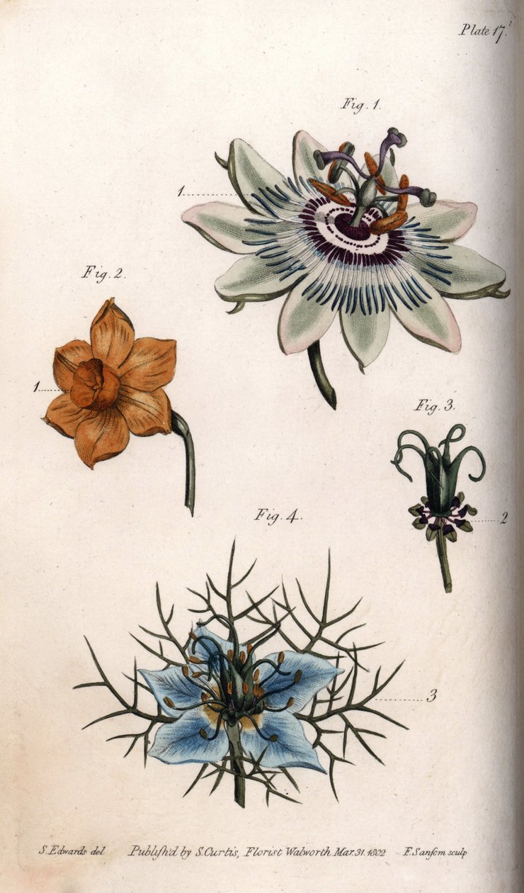 Passionhedelmän kukkia tai passionkukkia, narsissia ja nigellaa. Värillinen kuparikaiverrus, Sydenham Edwardsin (1768-1819) kuvitus Lambethin kasvitieteellisen puutarhan kasvitieteellinen puutarha (Englanti) tekijältä Sydenham Teast Edwards
