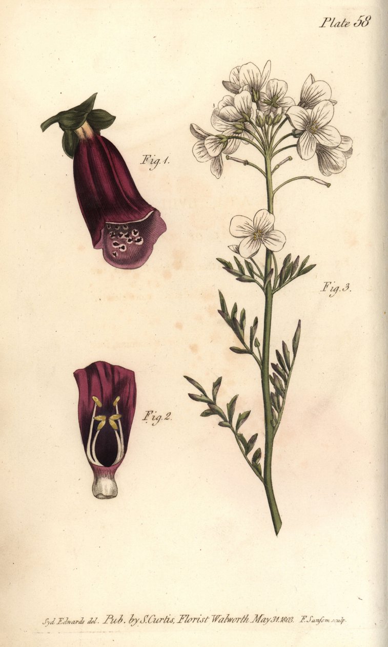 Foxglove, Digitalis purpurea, Didynamia tekijältä Sydenham Teast Edwards