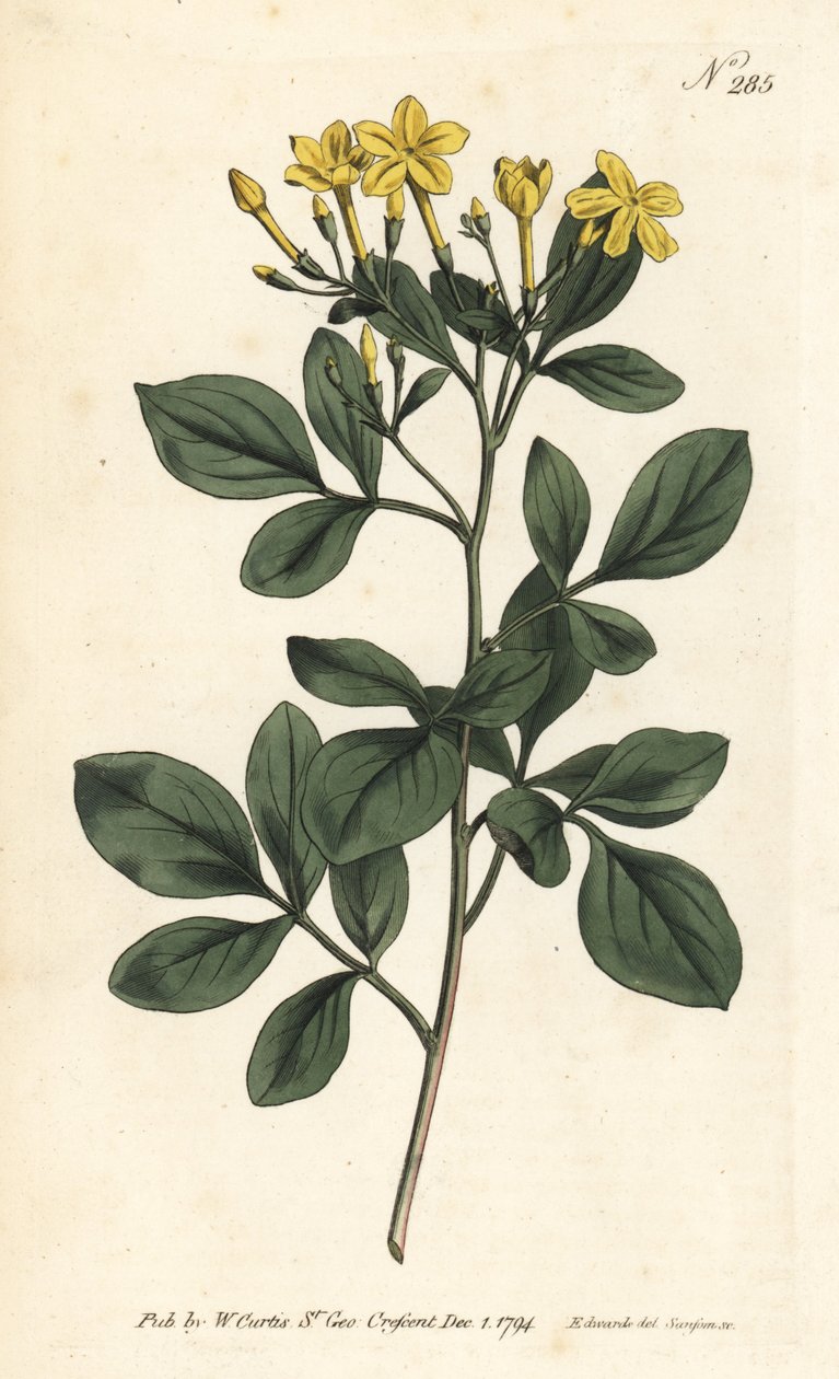 Tuoksuva jasmiini - Makein jasmiini, Jasminum odoratissimum. Sansomin käsinvärinen kuparikaiverrus Sydenham Edwardsin kuvituksen jälkeen William Curtisin kasvitieteellisestä lehdestä Lontoosta tekijältä Sydenham Teast Edwards