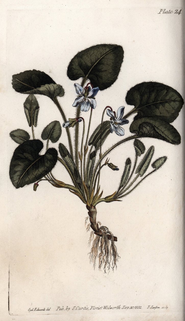 Tuoksuva violetti. Värillinen kuparikaiverrus, Sydenham Edwardsin (1768-1819) kuvitus Lambethin kasvitieteellisen puutarhan kasvitieteellinen puutarha (Englanti) tekijältä Sydenham Teast Edwards