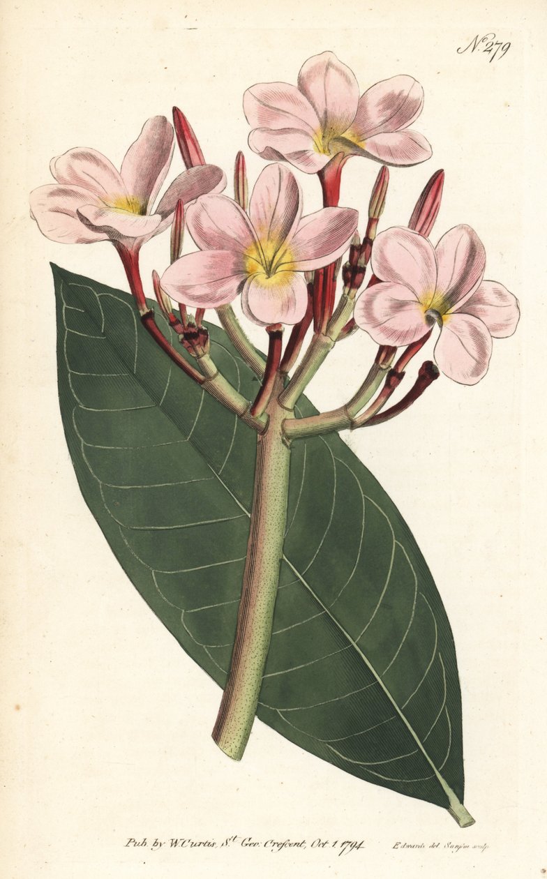 Frangipani - Frangipani tai punainen plumeria, Plumeria rubra. Sansomin käsinvärinen kuparikaiverrus Sydenham Edwardsin kuvituksen jälkeen William Curtisin kasvitieteellisestä lehdestä Lontoosta tekijältä Sydenham Teast Edwards