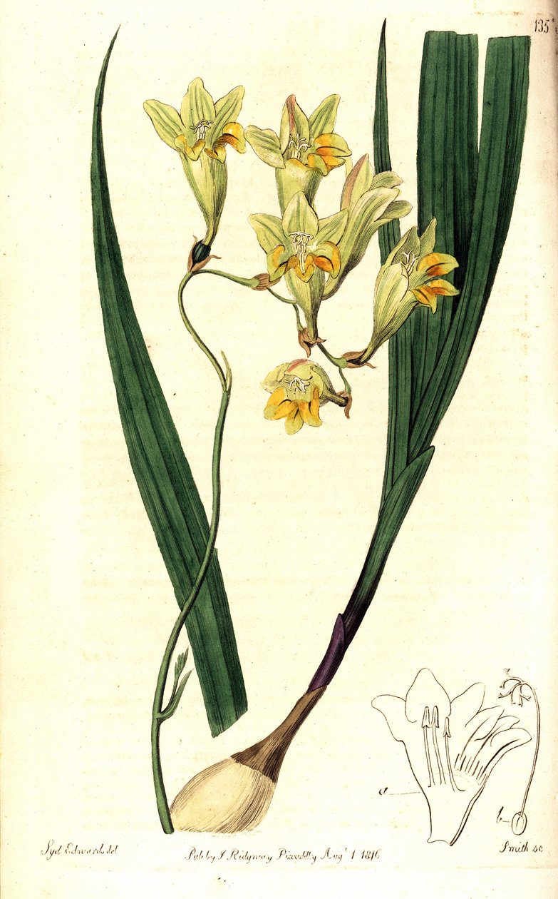 Freesia refracta (Reflex tritonia, Tritonia refracta). Smithin käsinvärinen kuparikaiverrus Sydenham Edwardsin kasvitieteellisen kuvituksen jälkeen The Botanical Registeristä, Ridgway, Lontoo tekijältä Sydenham Teast Edwards