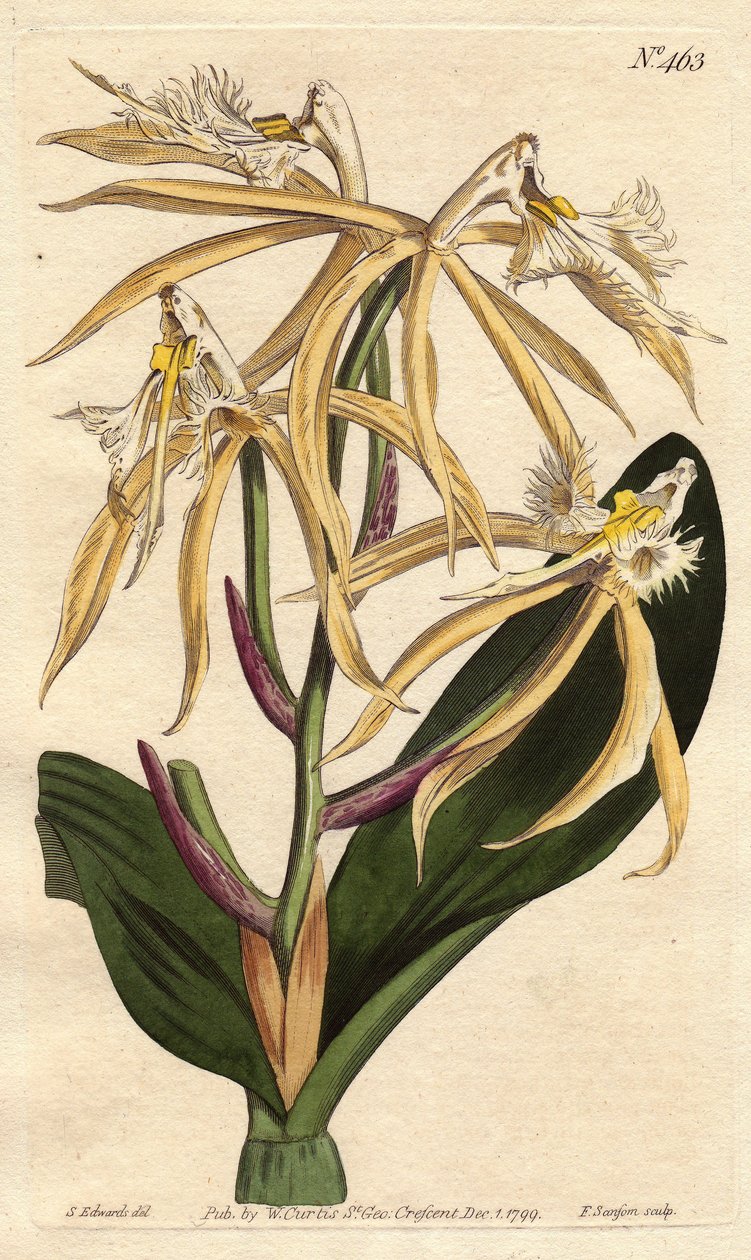 Hapsuinen orkidean epidendrum, jossa valkoinen ja vaaleankeltainen kukka. Amerikkalaista ja karibialaista alkuperää. Hapsuinen epidendrum-orkidea vaaleankeltaisilla ja valkoisilla kukilla. Amerikan ja Länsi-Intian kotoisin. Epidendrum ciliare. Käsinvärinen tekijältä Sydenham Teast Edwards