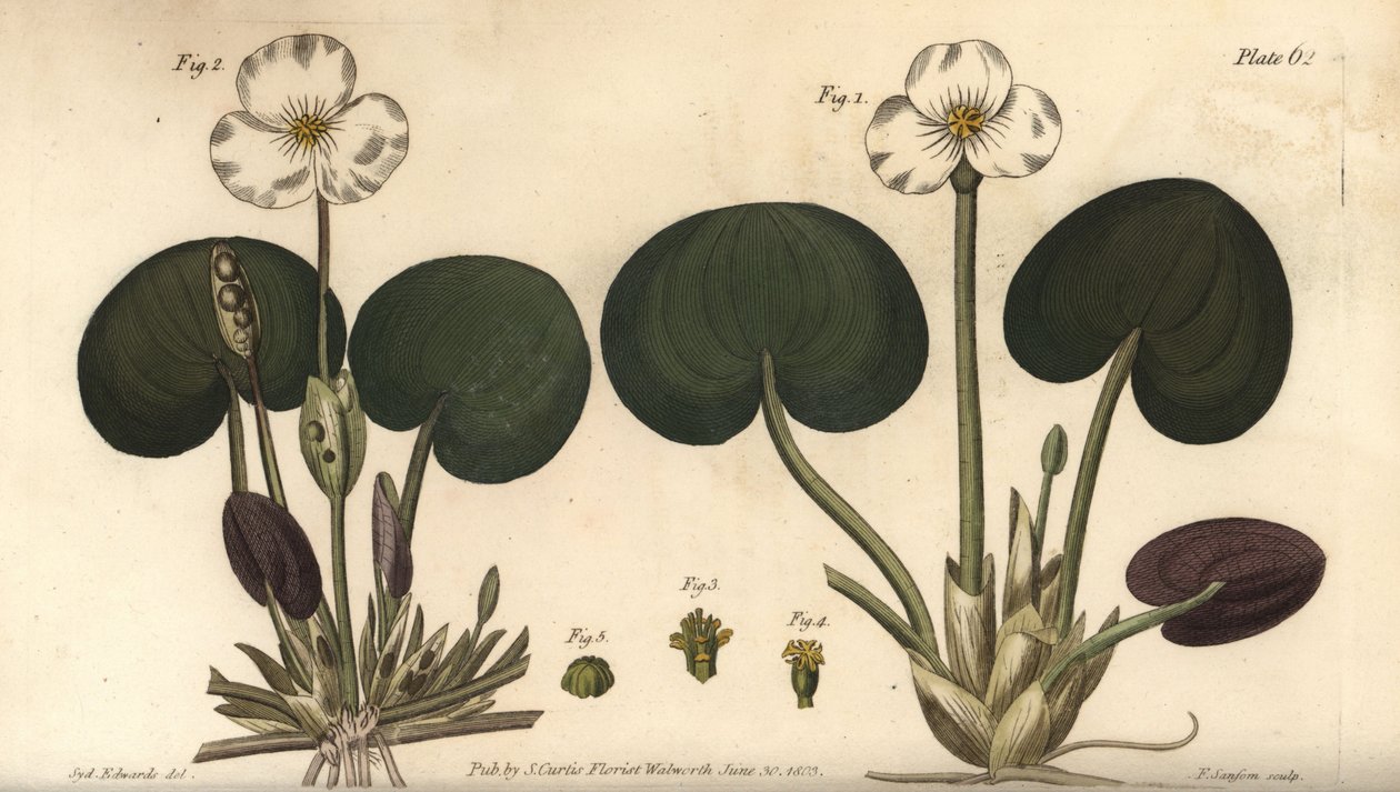 Frogbit, Hydrocharis morsus-ranae, Dioecia, naaraskasvi 1,4, uroskasvi 2,3. F. Sansomin käsinvärinen kuparikaiverrus Sydenham Edwardsin kasvitieteellisestä kuvituksesta William Curtisin kasvitieteen luentoihin, sellaisena kuin se on toimitettu Lambin kasvi tekijältä Sydenham Teast Edwards