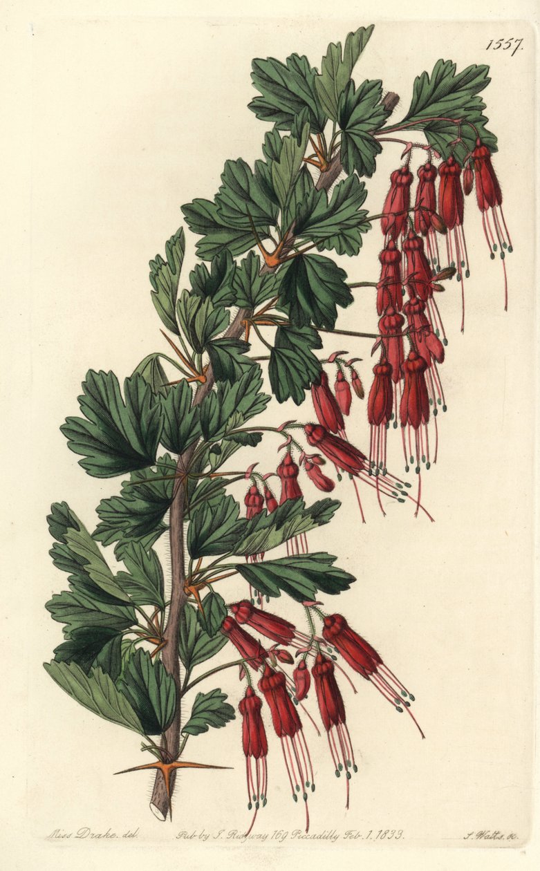 Fuksiakukka tai Kalifornian fuksia - Fuksiakukkainen karviaismarja tai näyttävä karviainen, Ribes speciosum. S. Wattsin käsinvärinen kuparikaiverrus Miss Sarah Draken kuvituksen jälkeen Sydenham Edwardsin kasvitieteellisestä rekisteristä, Ridgeway, Lontoo tekijältä Sydenham Teast Edwards