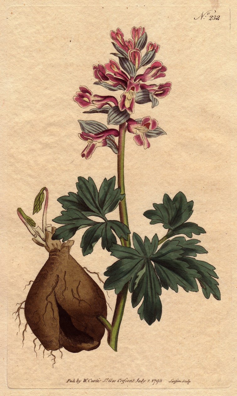 Fumeterrella on ontto juuri, jossa on jauhemaisia purppuraisia kukkia, kotoisin Saksasta. Ontto juurtunut fumitory pölyisen violetin kukan kanssa. Kotoisin Saksasta. Fumaria cava. Käsinvärinen kuparikaiverrus Willian Sydenham Edwardsin kasvitieteellisestä  tekijältä Sydenham Teast Edwards