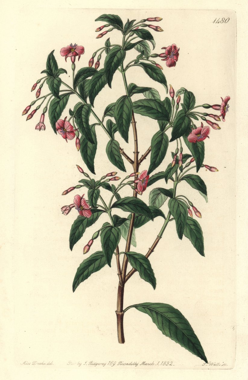 Fuschia variete - sauvahaarainen fuksia, Fuchsia bacillaris. Luonnollinen hybridi Fuchsia microphylla subsp. microphylla ja Fuchsia thymifolia subsp. thymifolia. S. Wattsin käsinvärinen kuparikaiverrus Sarah Draken kuvituksen jälkeen Sydistä tekijältä Sydenham Teast Edwards