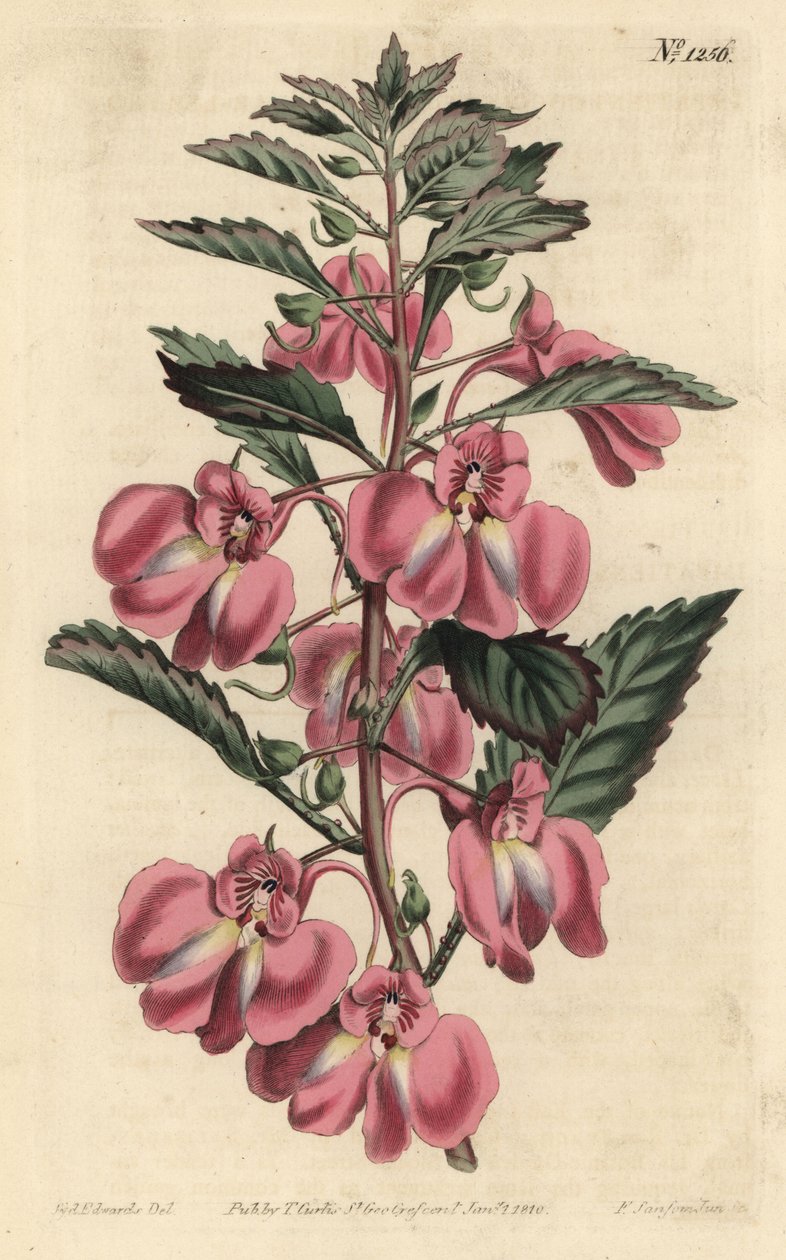 Garden Balsamine - Puutarhabalsami, Impatiens balsamina (rauhaslehtinen balsami, Impatiens coccinea). F. Sansom Jr.:n käsinvärinen kuparikaiverrus Sydenham Edwardsin kuvituksen jälkeen William Curtisin kasvitieteellisestä lehdestä, T. Curtis, Lontoo tekijältä Sydenham Teast Edwards