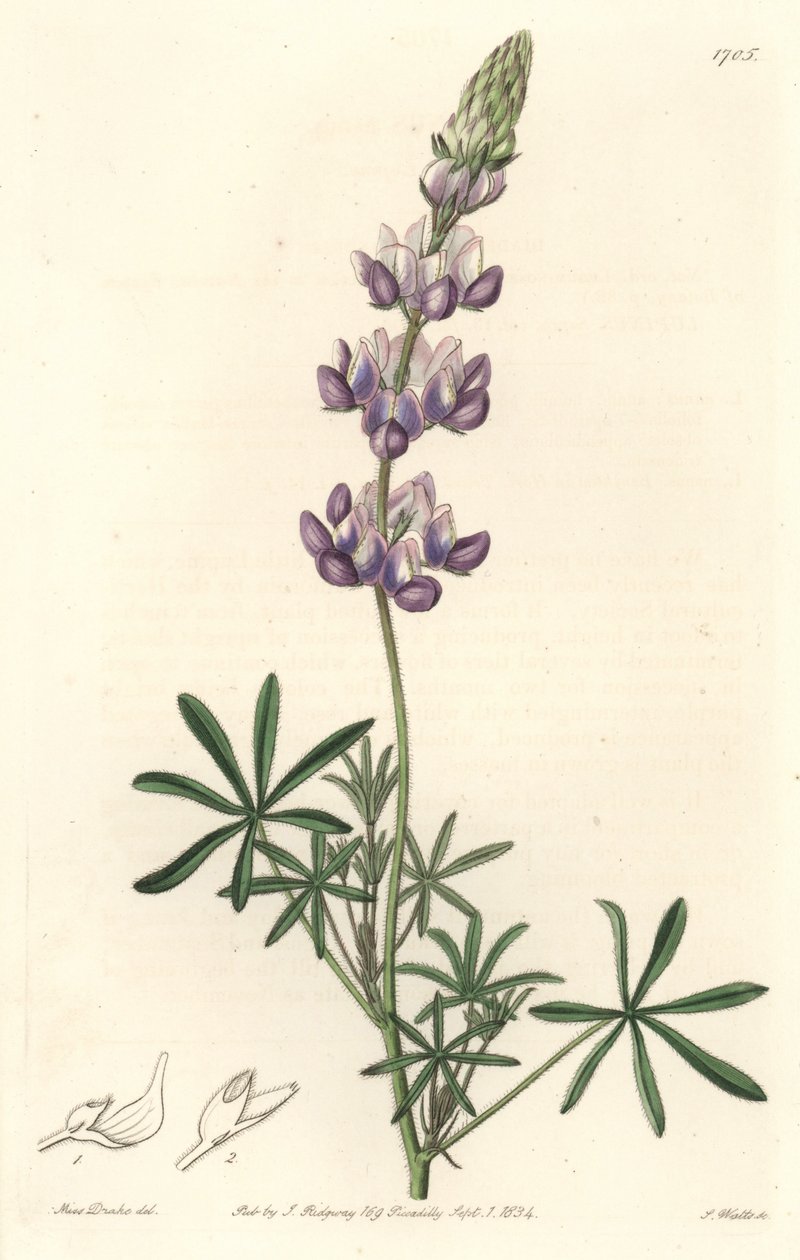 Garden Lupin, kotoisin Kaliforniasta - S. Watts Strong Water Sarah Anne Draken (1803-1857) kuvituksesta kasvitieteellisestä rekisteristä tekijältä Sydenham Teast Edwards