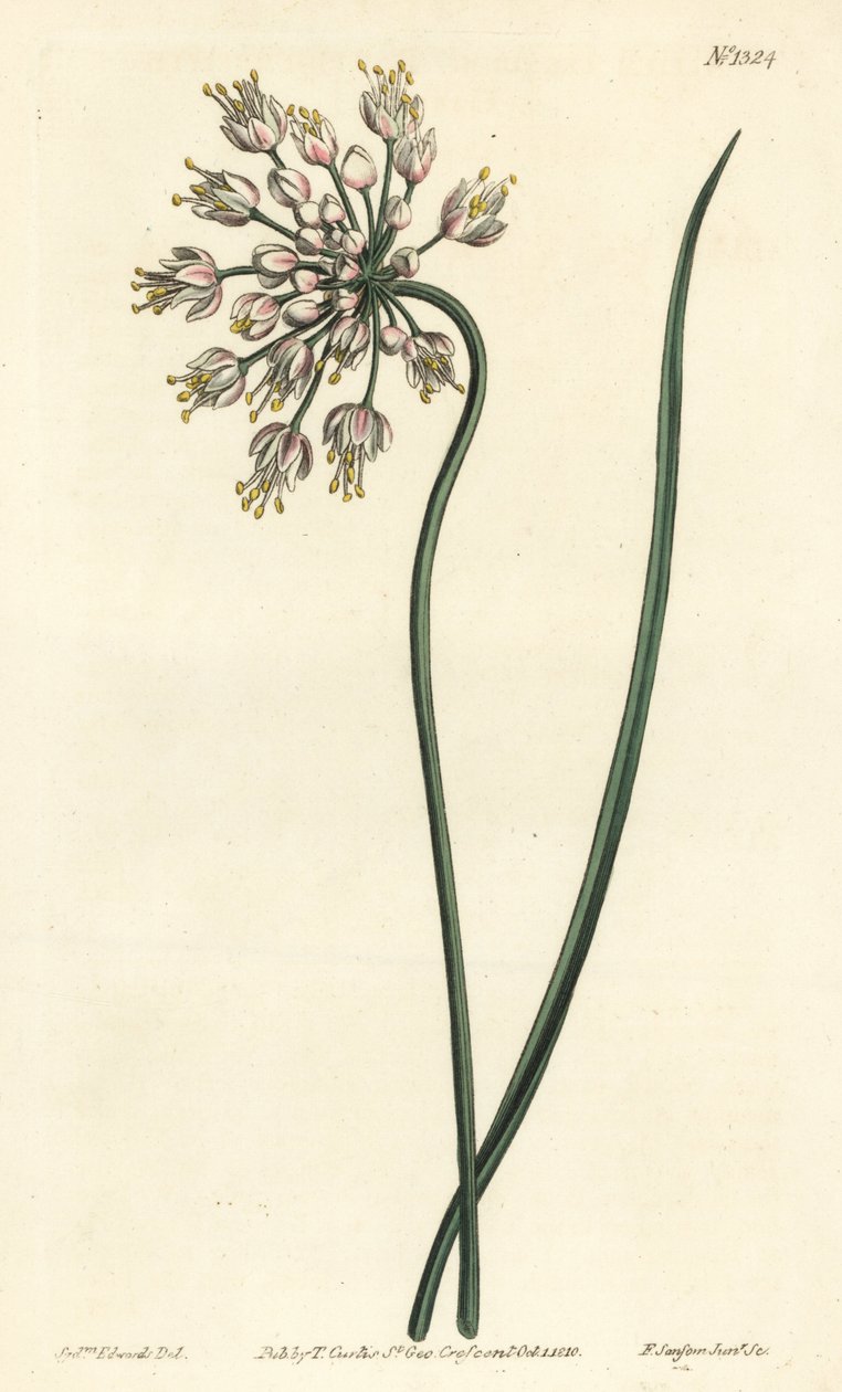 Valkosipulilaippaus - nyökkää sipulia, naaraspurjoa tai sateenvarjoista valkosipulia, Allium cernuum. F. Sansom Jr.:n käsinvärinen kuparikaiverrus Sydenham Edwardsin kuvituksen jälkeen William Curtisin kasvitieteellisestä lehdestä, T. Curtis, Lontoo tekijältä Sydenham Teast Edwards