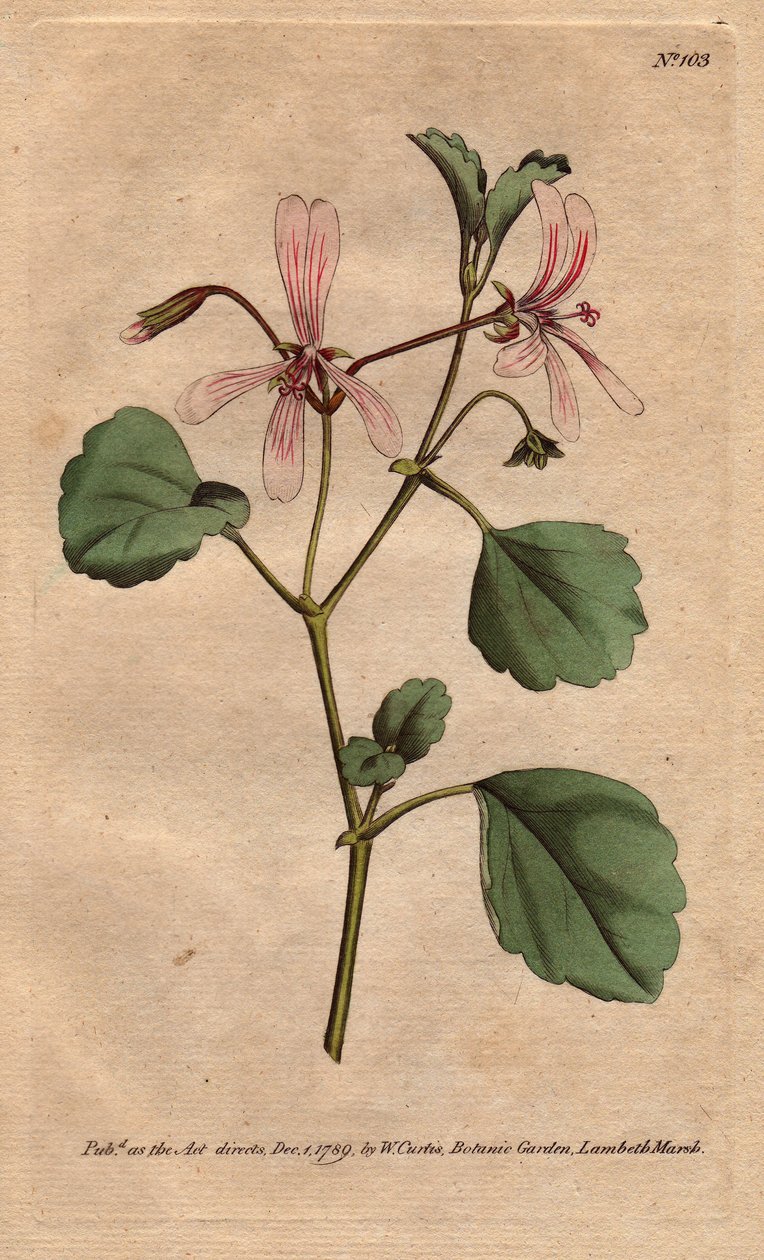 Geraniumissa on suolaheinälehtiä, ruususuonikukkia, kotoisin Etelä-Afrikasta. Suolakurkun seteli vaaleanpunaisilla suonikukilla. Kotoisin Kapista, Etelä-Afrikasta. Pelargonium acetosum. Käsinvärinen kuparikaiverrus Sydenhamin kasvitieteellisestä kuvasta tekijältä Sydenham Teast Edwards