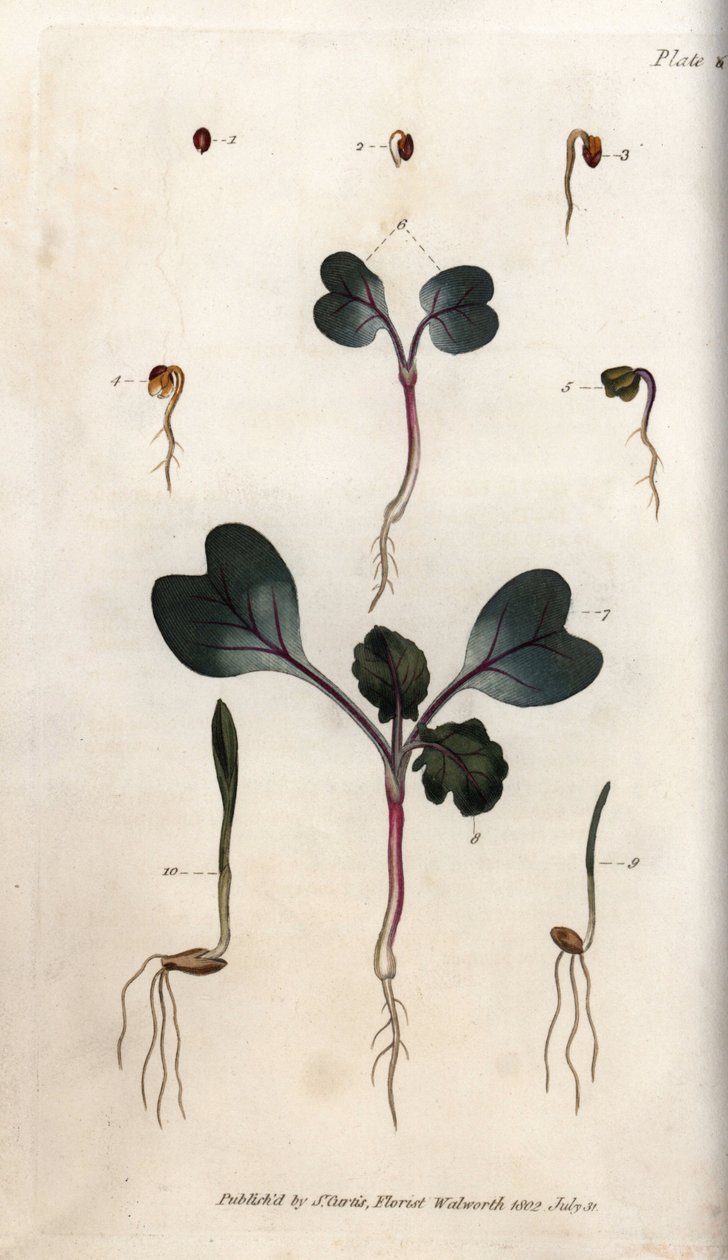 Retiisin siementen, tavallisen vehnän ja ohran itäminen. Värillinen kuparikaiverrus, Sydenham Edwardsin (1768-1819) kuvitus Lambethin kasvitieteellisen puutarhan kasvitieteellinen puutarha (Englanti) tekijältä Sydenham Teast Edwards