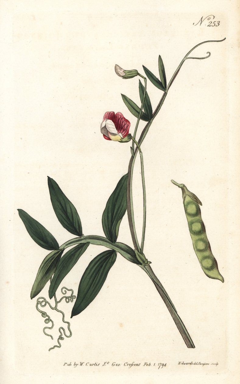 Gesse climene - espanjalainen virna, Lathyrus clymenum (nivel-palkoinen lathyrus, Lathyrus articulatus). Sansomin käsinvärinen kuparikaiverrus Sydenham Edwardsin kuvituksen jälkeen William Curtisin kasvitieteellisestä lehdestä Lontoosta tekijältä Sydenham Teast Edwards