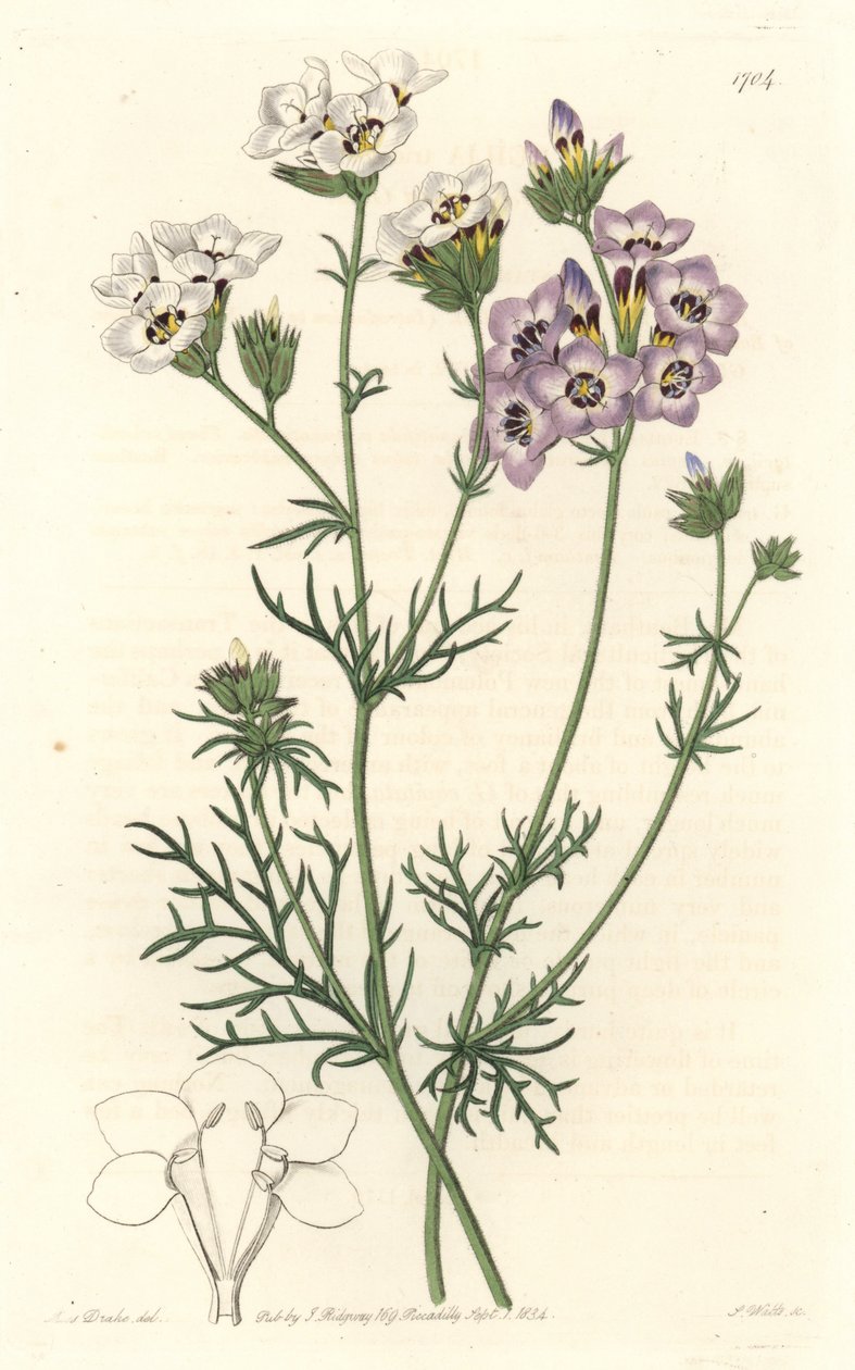 Gilia tricolor, varietats blanques i morades, natives de Califòrnia - S. Watts aigua forta d