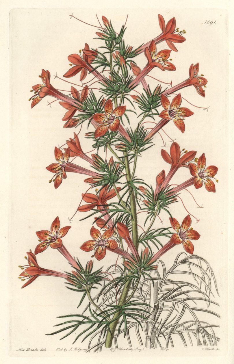 Gilie a coronope leaf tai Ipomopside elegante - S. Wattsin Water forte Sarah Anne Draken (1803-1857) kuvituksesta kasvitieteellisestä rekisteristä tekijältä Sydenham Teast Edwards