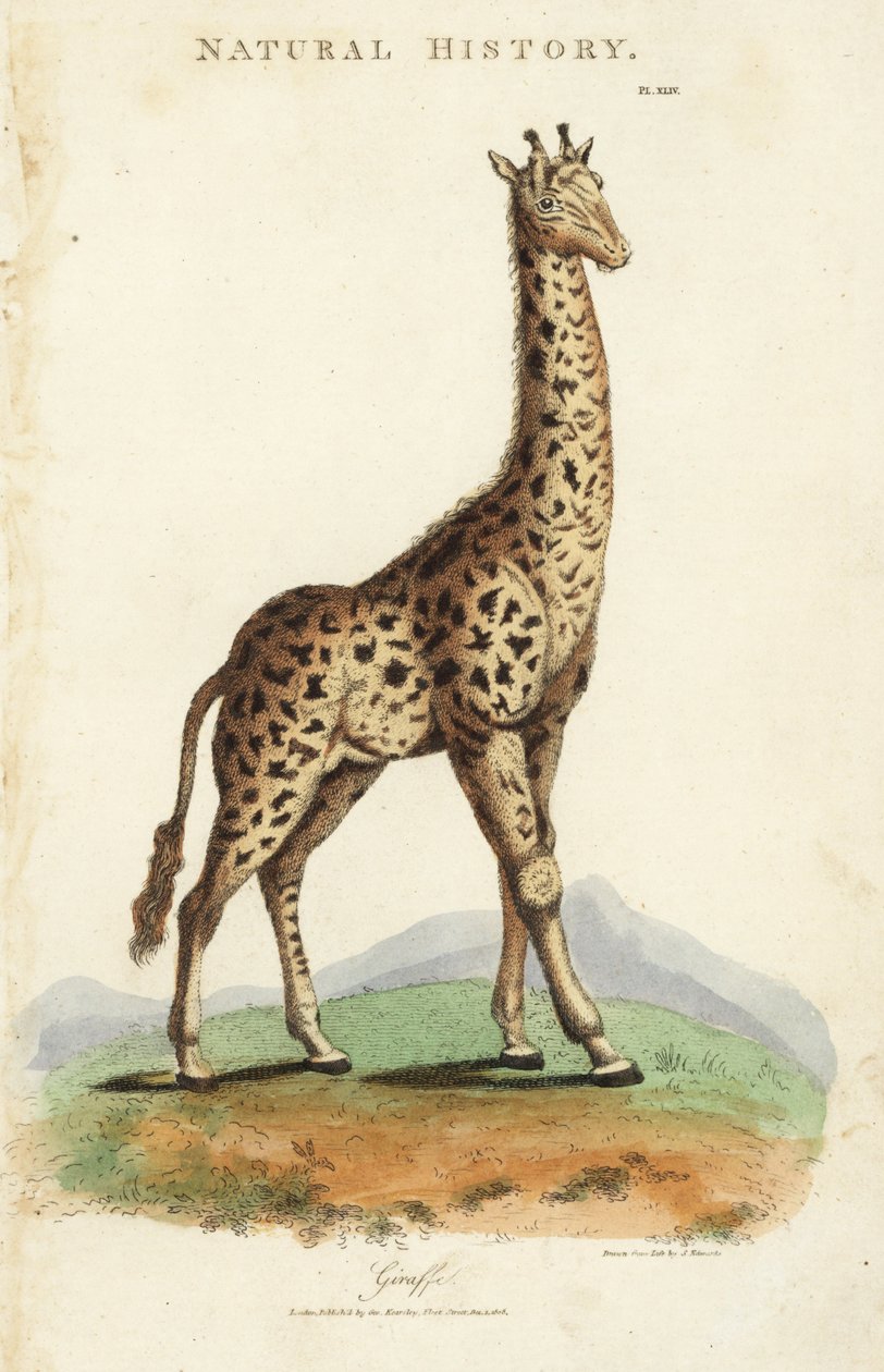 Kirahvi, Giraffa camelopardalis. Käsinvärinen kuparikaiverrus Sydenham Edwardsin mukaan John Mason Goodin Pantologiasta, a New Encyclopedia, G. Kearsley, Lontoo tekijältä Sydenham Teast Edwards
