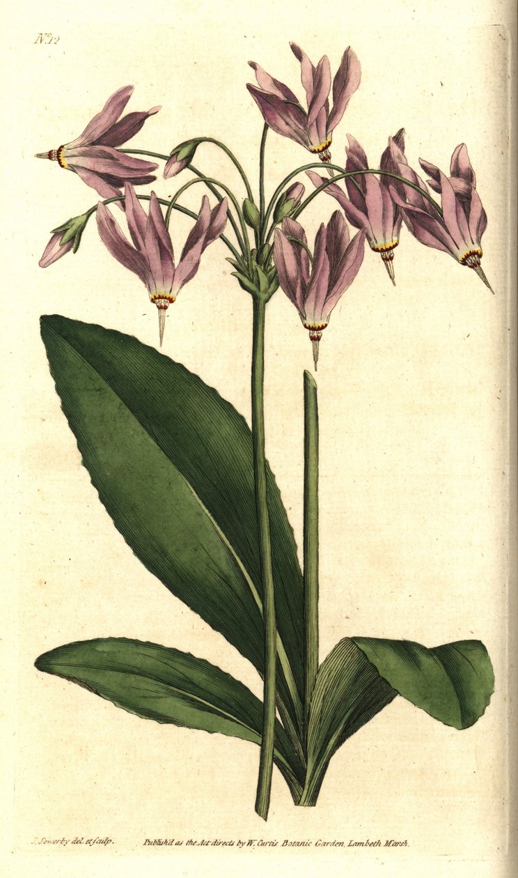 Giroselle of Virginia - American cowslip tai Mead