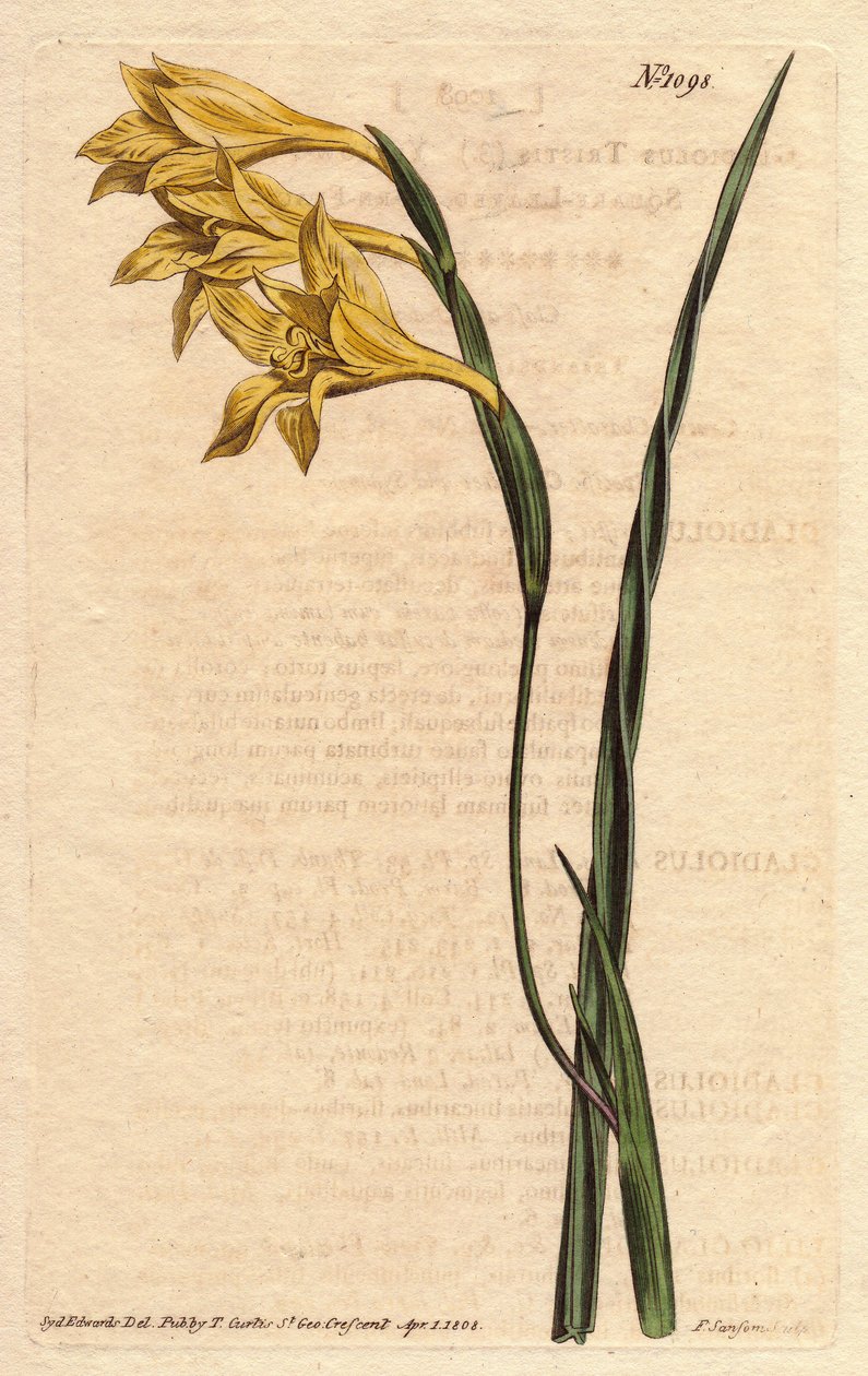Glaieulilla on keltaisia kukkia episissä ja miekan muotoisia lehtiä. Keltainen kukkainen, neliömäinen maissilippu. Gladiolus tristis. Käsinvärinen kuparikaiverrus Sydenham Edwardsin kasvitieteellisestä kuvituksesta William Curtisin "" Botanical Magazine -l tekijältä Sydenham Teast Edwards