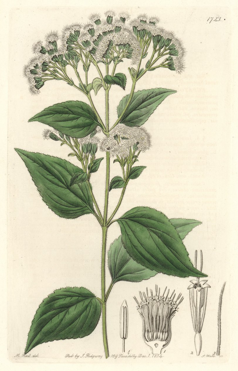 Glandular eupatorium, kotoisin Meksikosta - S. Watts vahvaa vettä M. Martin kuvituksesta kasvitieteellisestä rekisteristä tekijältä Sydenham Teast Edwards
