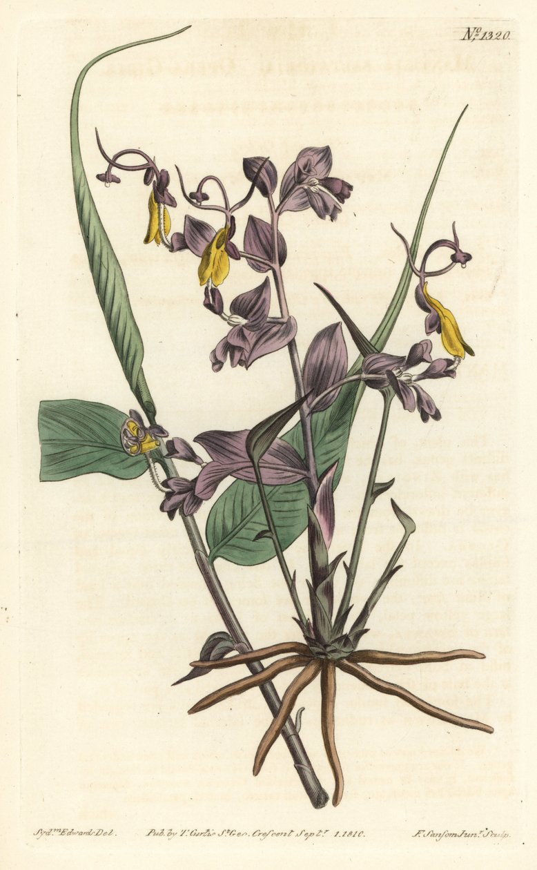 Globba radicalis (Oopperatytöt, Mantisia saltatoria). F. Sansom Jr.:n käsinvärinen kuparikaiverrus Sydenham Edwardsin kuvituksen jälkeen William Curtisin kasvitieteellisestä lehdestä, T. Curtis, Lontoo tekijältä Sydenham Teast Edwards