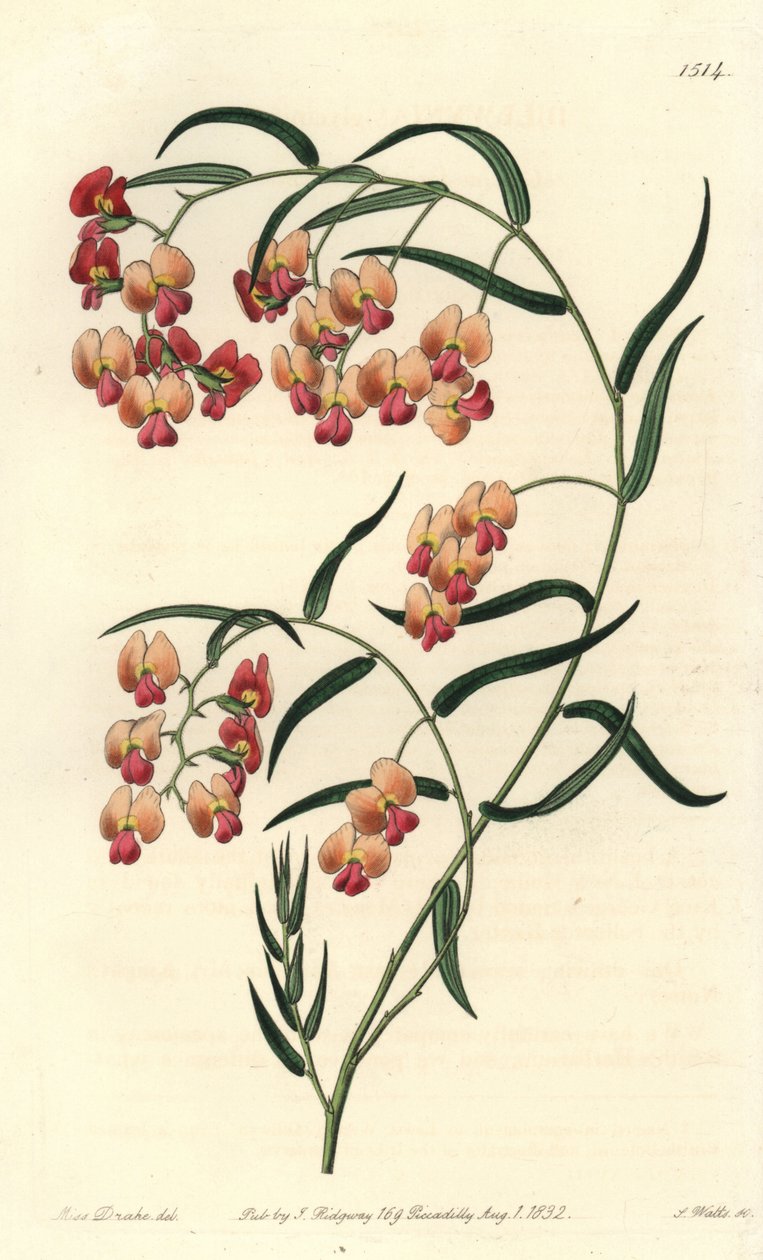 Glysiinilehtinen dillwynia, Dillwynia glycinifolia. S. Wattsin käsinvärinen kuparikaiverrus Miss Sarah Draken kuvituksen jälkeen Sydenham Edwardsin kasvitieteellisestä rekisteristä, Ridgeway, Lontoo tekijältä Sydenham Teast Edwards
