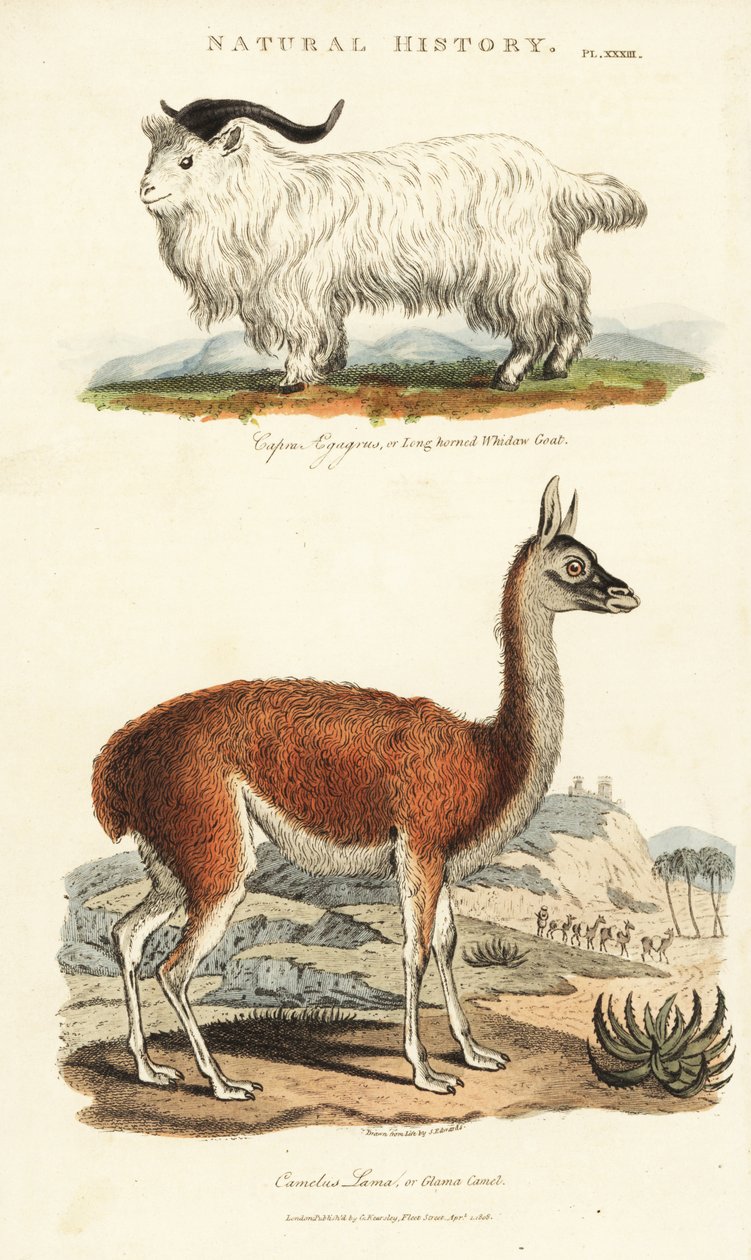 Vuohi ja lama - Pitkäsarviinen nahkavuohi, Capra aegagrus ja laama, Lama glama (Glama Camel, Camelus lama). Käsinvärinen kuparikaiverrus Sydenham Edwardsin mukaan John Mason Goodin Pantologiasta, a New Encyclopedia, G. Kearsley, Lontoo tekijältä Sydenham Teast Edwards