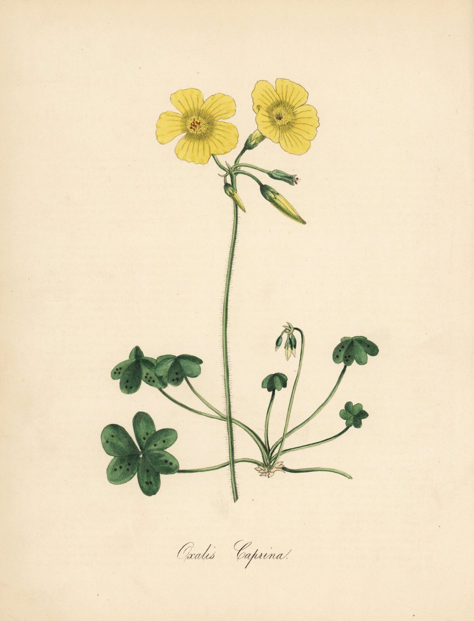 Vuohenjalkainen suolahapo, Oxalis caprina. Otettu Sydenham Edwardsin kuvituksesta William Curtisin "" Botanical Magazinessa." C. Chabotin käsinvärinen sinkografi, jonka on piirtänyt neiti M. A. Burnett kirjastaan "" Plantae Utiliores: or Illustrations of U tekijältä Sydenham Teast Edwards