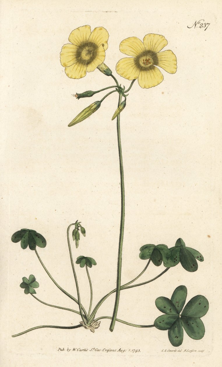 Vuohenjalka - Vuohenjalkainen suolahapo, Oxalis caprina. Sansomin käsinvärinen kuparikaiverrus Sydenham Edwardsin kuvituksen jälkeen William Curtisin kasvitieteellisessä lehdessä, Lontoo tekijältä Sydenham Teast Edwards
