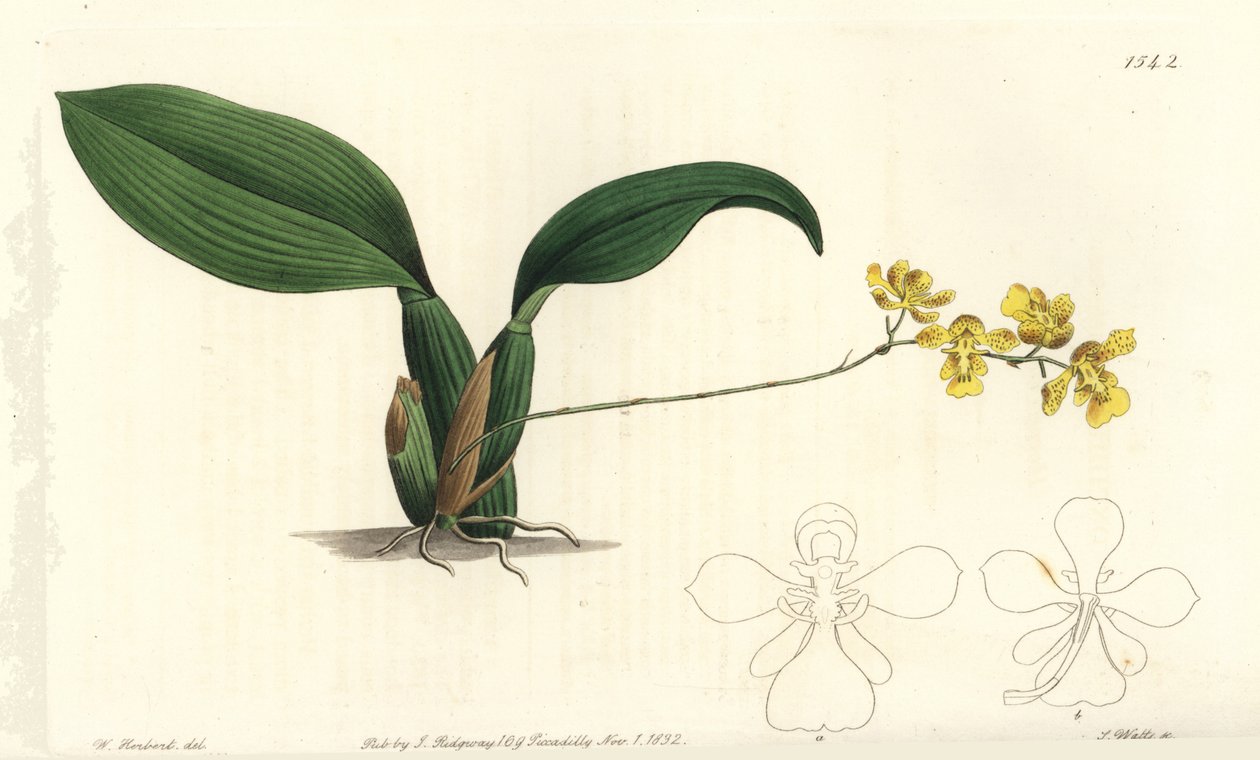 Gomesa cornigera -orkidea (sarvinen oncidium, Oncidium cornigerum). S. Wattsin käsinvärinen kuparikaiverrus William Herbertin kuvituksen jälkeen Sydenham Edwardsin kasvitieteellisestä rekisteristä, Ridgeway, Lontoo tekijältä Sydenham Teast Edwards
