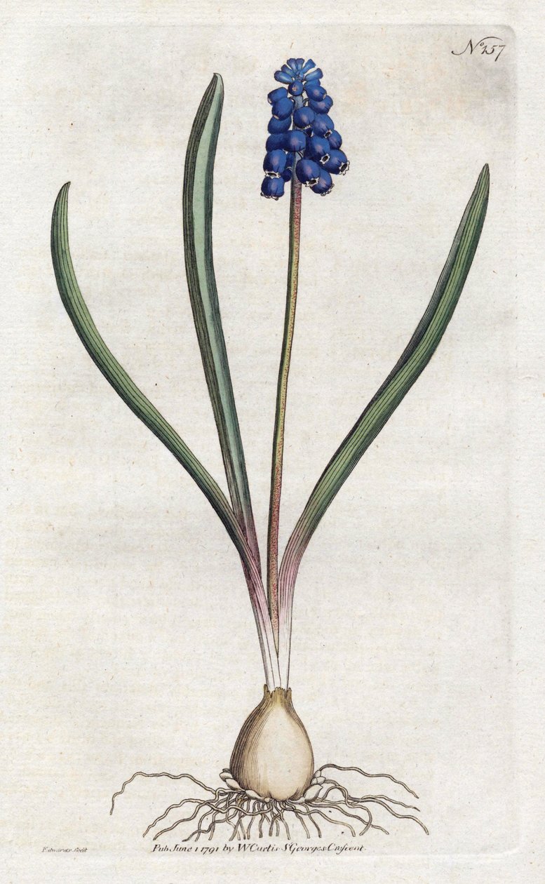 Sydenham Edwardsin (1768-1819) rypälehyasinttilitografia, William Curtisin (1746-1799) Botanical Magazine -lehden levy tekijältä Sydenham Teast Edwards