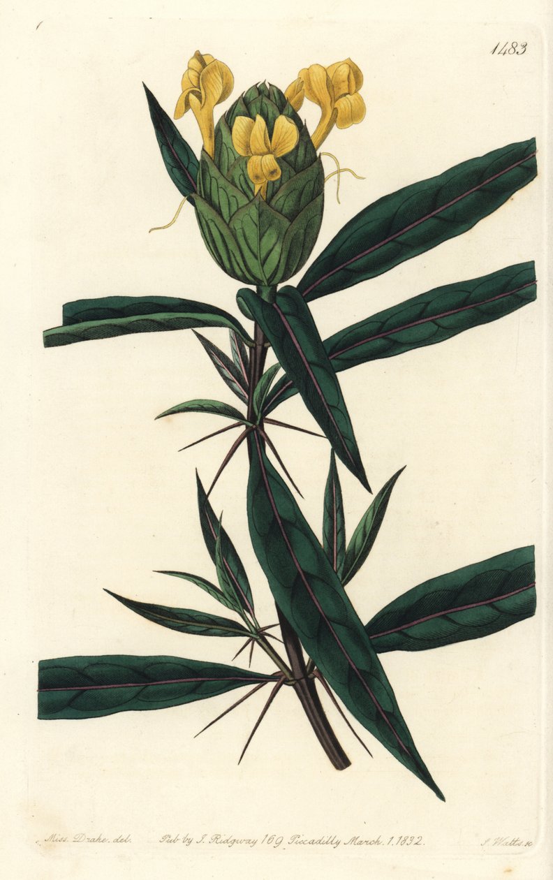 Grassgrass tac tac - Humalakukkainen barleria, Barleria lupulina. S. Wattsin käsinvärinen kuparikaiverrus Sarah Draken kuvituksen jälkeen Sydenham Edwardsin kasvitieteellisestä rekisteristä, Ridgeway, Lontoo tekijältä Sydenham Teast Edwards
