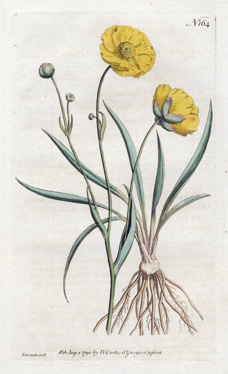 Grassleaf Buttercup - Litografia Sydenham Edwards (1768-1819), William Curtis Botanical Magazine (1746-1799) tekijältä Sydenham Teast Edwards