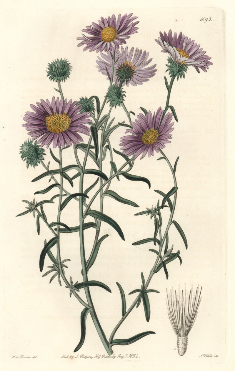 Gray Aster, alunperin Kaliforniasta - S. Watts Strong Water Sarah Anne Draken (1803-1857) kuvituksesta kasvitieteellisestä rekisteristä tekijältä Sydenham Teast Edwards