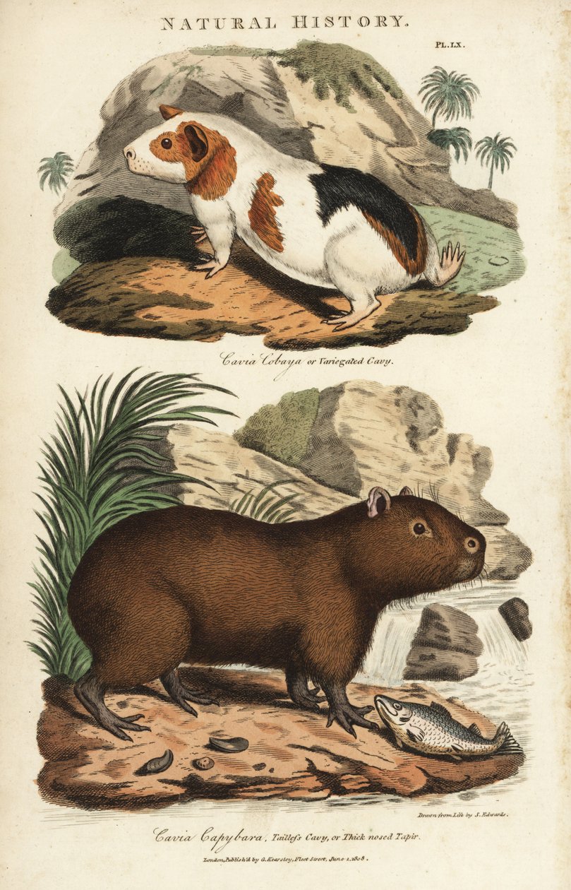 Marsu ja kapybara - Marsu, Cavia porcellus ja kapybara, Hydrochoerus hydrochaeris. Käsinvärinen kuparikaiverrus Sydenham Edwardsin mukaan John Mason Goodin Pantologiasta, New Encyclopedia, G. Kearsley, Lontoo tekijältä Sydenham Teast Edwards