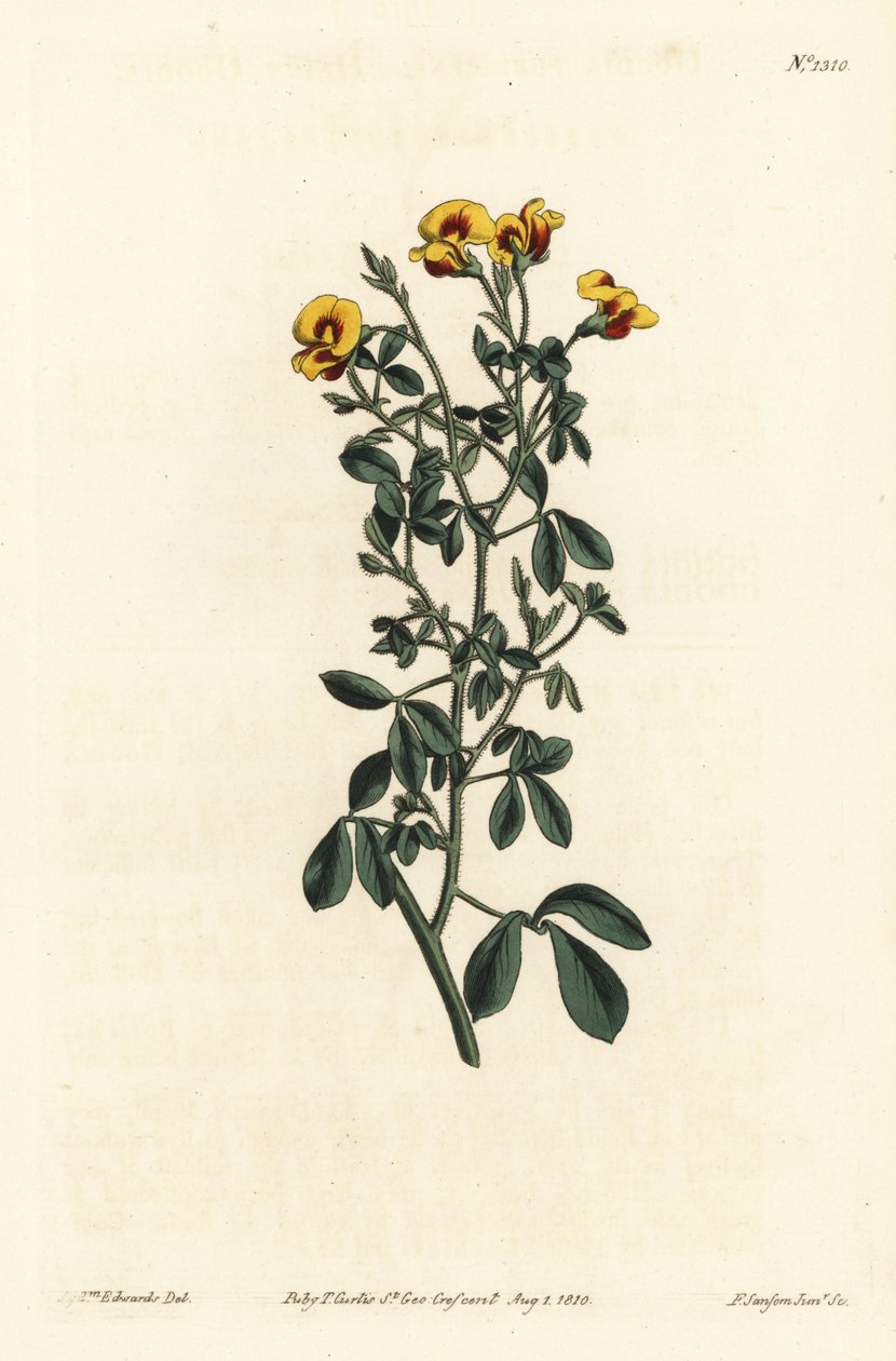 Karvainen goodia, Goodia lotifolia var. pubescens (Goodia pubescens). F. Sansom Jr:n käsin tekemä kuparipiirros Sydenham Edwardsin kuvituksen mukaan, William Curtis