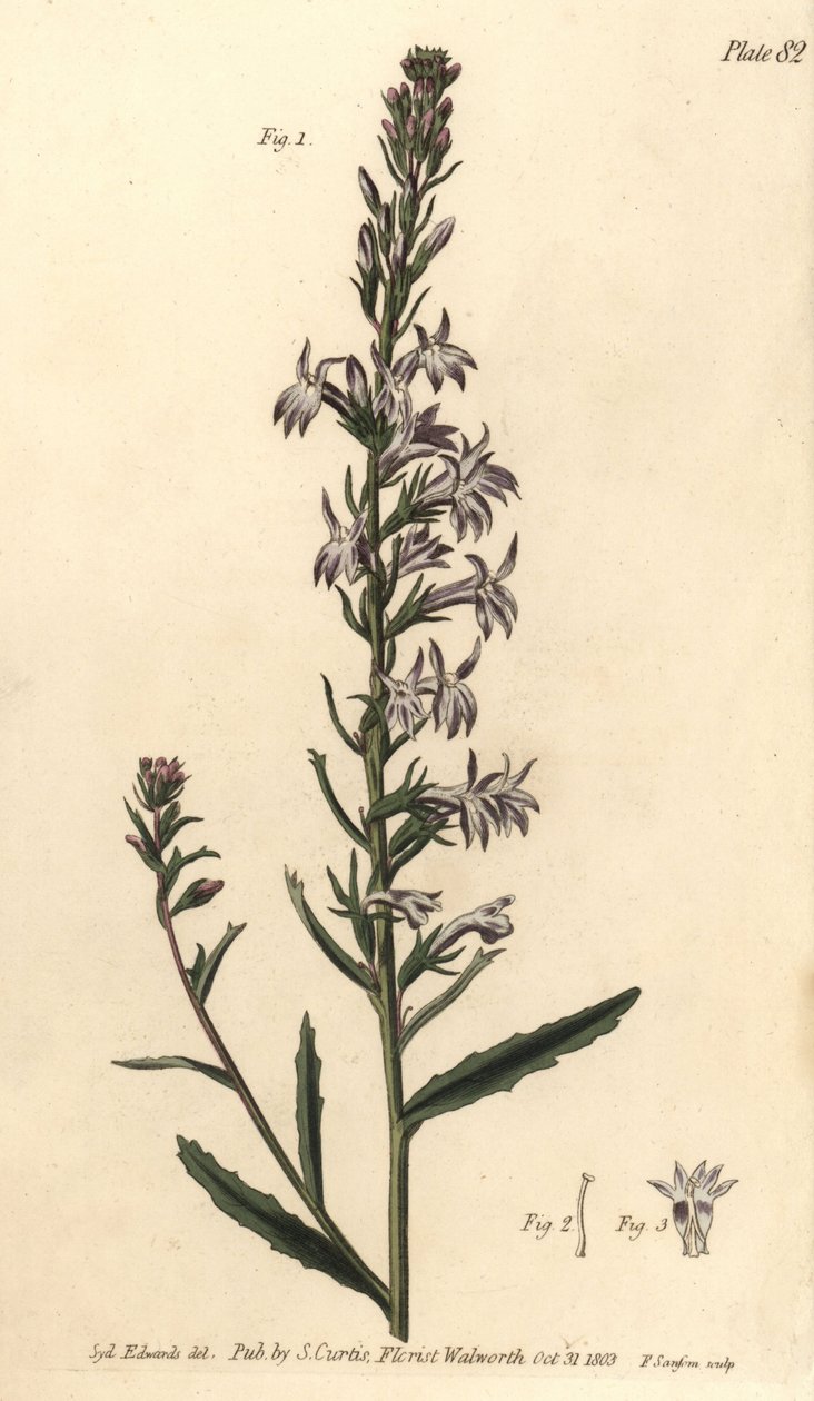 Heath Lobelia, Lobelia urens, Polygamia monogamia. F. Sansomin käsinvärinen kuparikaiverrus Sydenham Edwardsin kasvitieteellisestä kuvituksesta William Curtisin kasvitieteen luentoihin, sellaisena kuin se on toimitettu Lambethin kasvitieteellisessä puutarh tekijältä Sydenham Teast Edwards