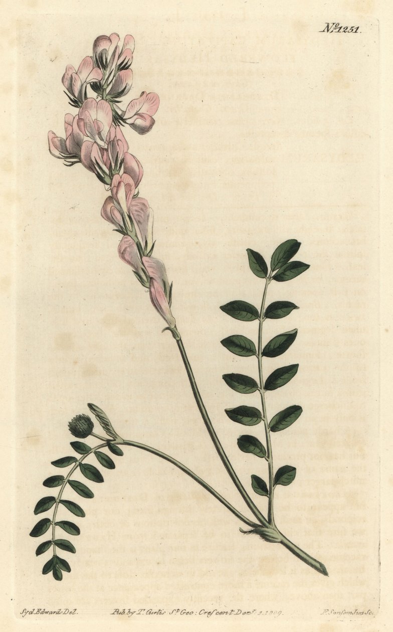 Hedysarum spinosissimum subsp. capitatum (valtikakukkainen hedysarum, Hedysarum capitatum). F. Sansom Jr.:n käsinvärinen kuparikaiverrus Sydenham Edwardsin kuvituksen jälkeen William Curtisin kasvitieteellisestä lehdestä, T. Curtis, Lontoo tekijältä Sydenham Teast Edwards