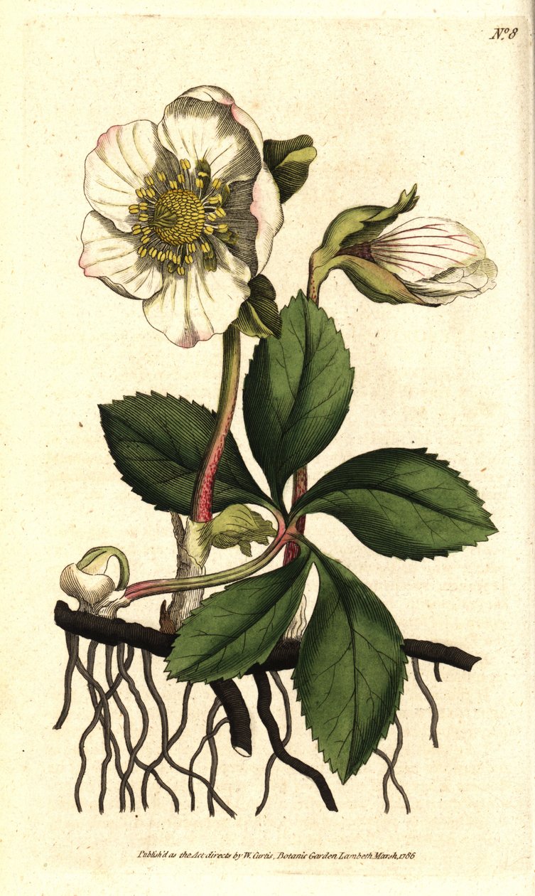 Hellebore (ellebore) noir ou rose de Noel - jouluruusu tai musta hellebore, Helleborus niger. Käsinvärinen kuparikaiverrus Sydenham Edwardsin kasvitieteellisen kuvituksen mukaan William Curtisin The Botanical Magazinesta, Lambeth Marsh, Lontoo tekijältä Sydenham Teast Edwards