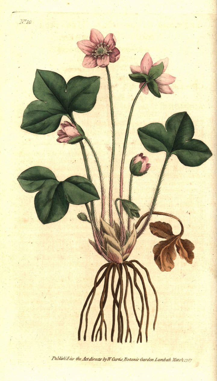 Maksaruoho, jalo tai kolmilohkoinen maksaruoho - Hepatica tai jalo maksaruoho, Anemone hepatica. Käsinvärjätty kuparikaiverrus Sydenham Edwardsin kasvitieteellisen kuvituksen mukaan William Curtisin The Botanical Magazine -lehdestä, Lambeth Marsh, Lontoo. tekijältä Sydenham Teast Edwards