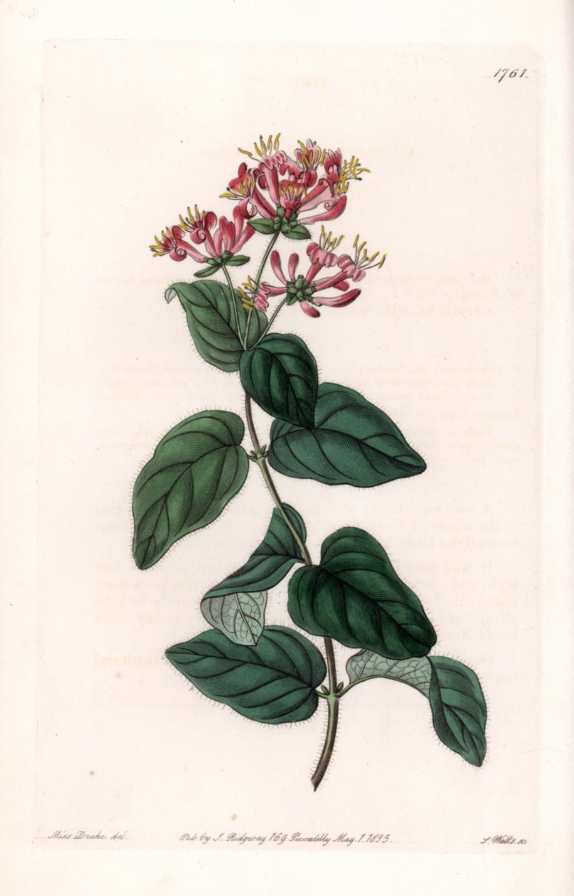 Yrttilajike - S.Wattsin kaivertama levy Sarah Anne Draken (1803-1857) kuvituksesta, Englannin Sydenham Edwardsin (1768-1819) kasvitieteellisestä rekisteristä tekijältä Sydenham Teast Edwards