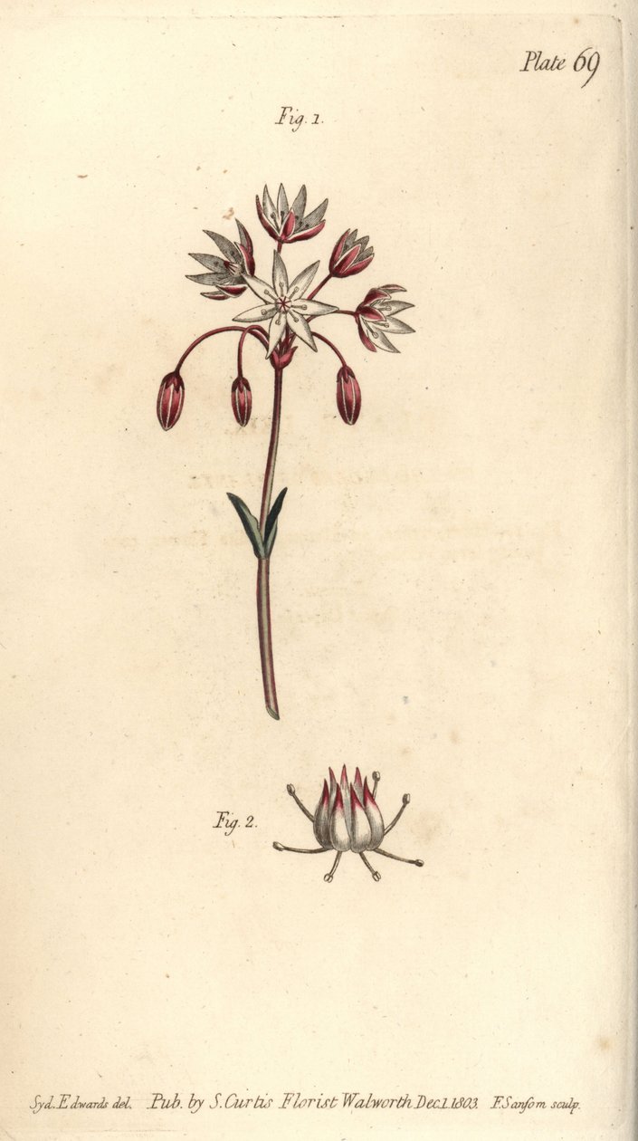 Hermafrodiittikukka, jossa on seitsemän emilaa, Heptagynia, Septas capensis. F. Sansomin käsinvärinen kuparikaiverrus Sydenham Edwardsin kasvitieteellisestä kuvituksesta William Curtisin kasvitieteen luentoihin, sellaisena kuin se on toimitettu Lambethin k tekijältä Sydenham Teast Edwards