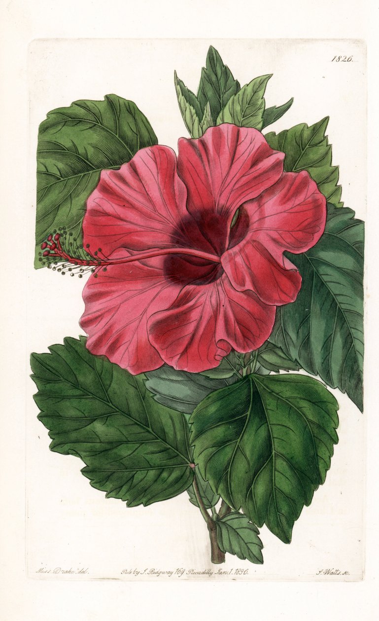 Hibiscus-ruusu Kiinasta - Kaivertanut S.Watts, Sarah Anne Draken (1803-1857) kuvituksesta, Englannin Sydenham Edwardsin (1768-1819) kasvitieteellisestä rekisteristä tekijältä Sydenham Teast Edwards