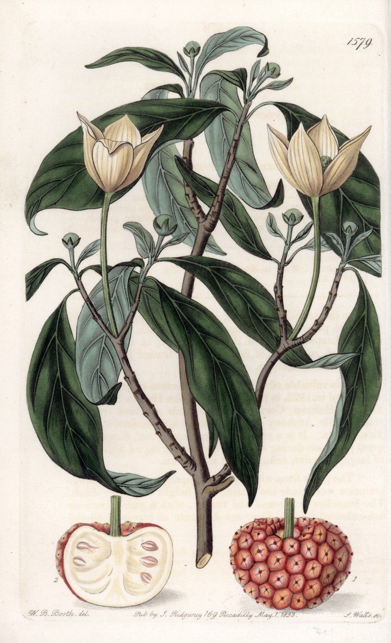 Himalajan koira - S.Wattsin kaiverrettu taulu Sarah Anne Draken (1803-1857) kuvituksesta, Englannin Sydenham Edwardsin (1768-1819) kasvitieteellisestä rekisteristä tekijältä Sydenham Teast Edwards
