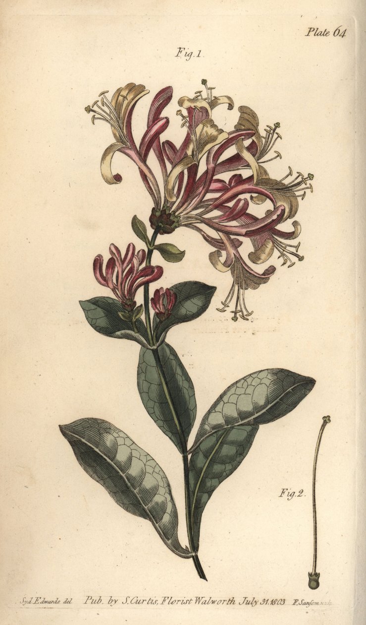 Kuusama, Lonicera caprifolium, Monogynia. F. Sansomin käsinvärinen kuparikaiverrus Sydenham Edwardsin kasvitieteellisestä kuvituksesta William Curtisin kasvitieteen luentoihin, sellaisena kuin se on toimitettu Lambethin kasvitieteellisessä puutarhassa tekijältä Sydenham Teast Edwards